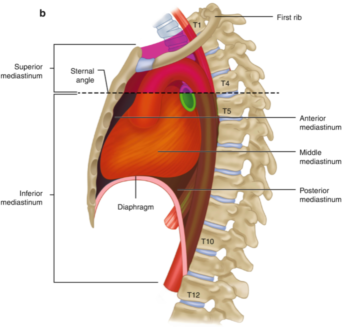 <ul><li><p>posterior mediastinum</p></li><li><p>Posterior to pericardial sac and anterior to mid/low thoracic vertebrae</p></li><li><p>Contains esophagus, descending aorta and thoracic duct</p></li></ul><p></p>