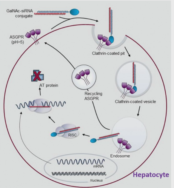 <p>Use GaINAc ligands - high affinity for ASGPR receptor on hepatocytes</p><p>targets the antithrombin mRNA </p><p>binds to glycoprotein receptors on liver cell → taken up by receptor mediated endocytosis → endosomal escape → siRNA binds to antithrombin mRNA → RISC destroys it → reduced production → restoration of balance between clotting and anticlotting factors.</p><p>Shown to work in mouse models. </p>