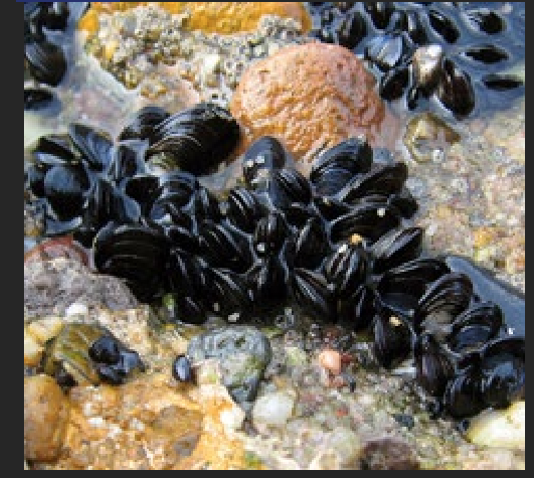 <p>What is the Portugese name of this species?</p>