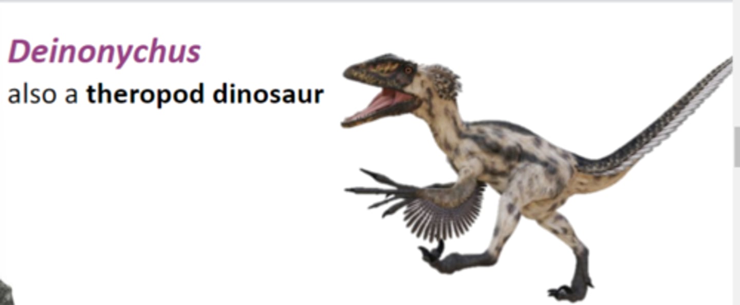 <p>a theropod dinosaur</p>