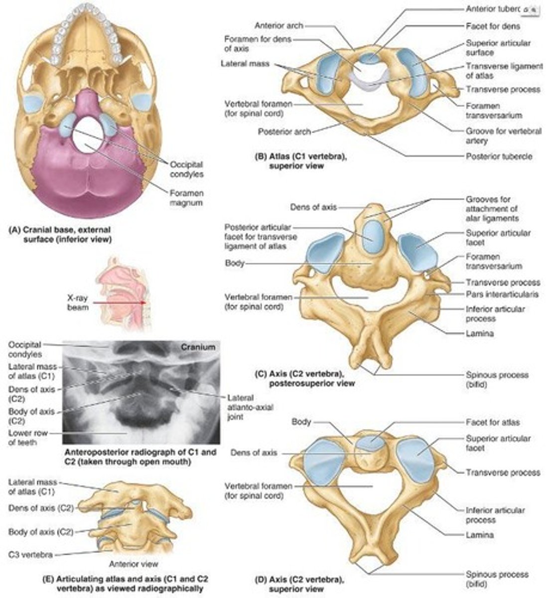 <p>It supports the head and allows nodding 'yes' at the atlanto-occipital joint.</p>