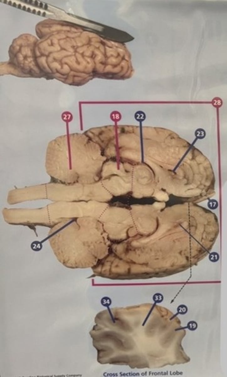 <p>What is number 24?</p>