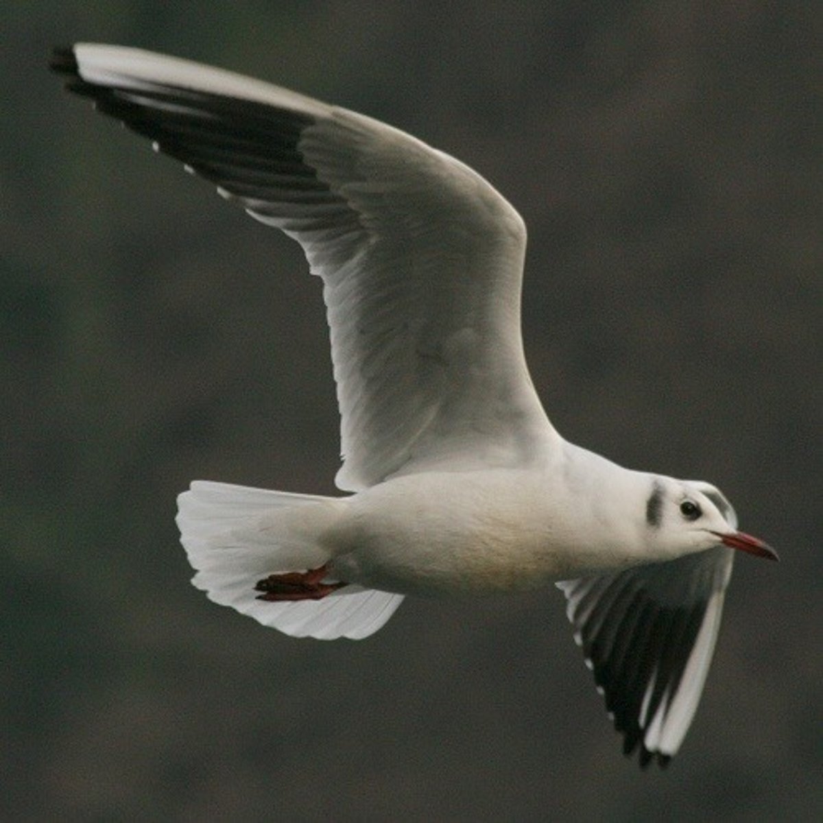 <p>the seagul</p>