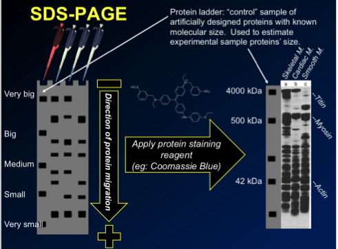 \-the protein ladder is a control sample of artificially designed proteins w known molecular size/weight, so they are used to estimate the experimental protein’s size (normaly dyed red)

\-so all experimental and control proteins run down ladder from small at bottom to big at top, then compare the standard weights (in KDa) to the different lanes

\-the amount of darkness of the stain and thickness also shows you how muc of that relative protein there is 