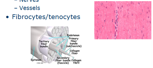 <p>Made of parallel collagen fibres (strong, flexible and resistant to damage). Surrounded by the peritenon (nerves and vessels)</p><p>Arranged in small fibres in bundles.</p><p>Primary fibre bundles (subfascicles ) - smallest bundle</p><p>Secondary fibre bundle (fascicles) - groups of subfascicles</p><p>Tertiary (3rd) fibre bundles - contains groups of fascicles that form the tendon itself.</p>