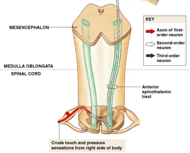 <p>Which tract of&nbsp;anterolateral pathway:</p><ul><li><p>Carries crude touch and pressure sensations</p></li></ul><p></p>