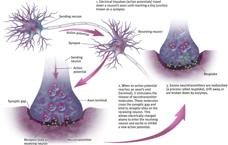 <p><span>chemical messengers that cross the synaptic gaps between neurons. When released by the sending neuron, neurotransmitters travel across the synapse and bind to receptor sites on the receiving neuron, thereby influencing whether that neuron will generate a neural impulse.</span></p>