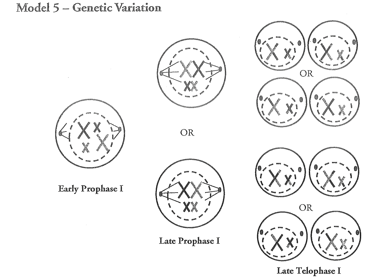<p>Yes - it is random which chromosome of each pair goes into which cell.</p>