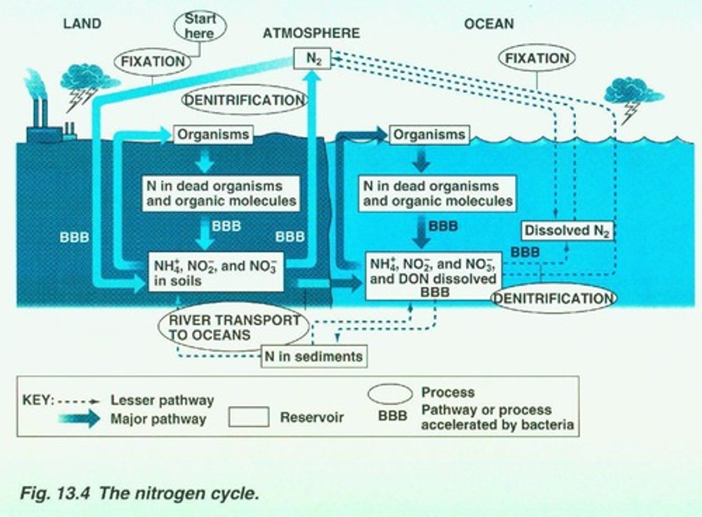 <p>The process where nitrogen occurs in various compounds (N2, NO3, NH3) and is recycled in ecosystems.</p>