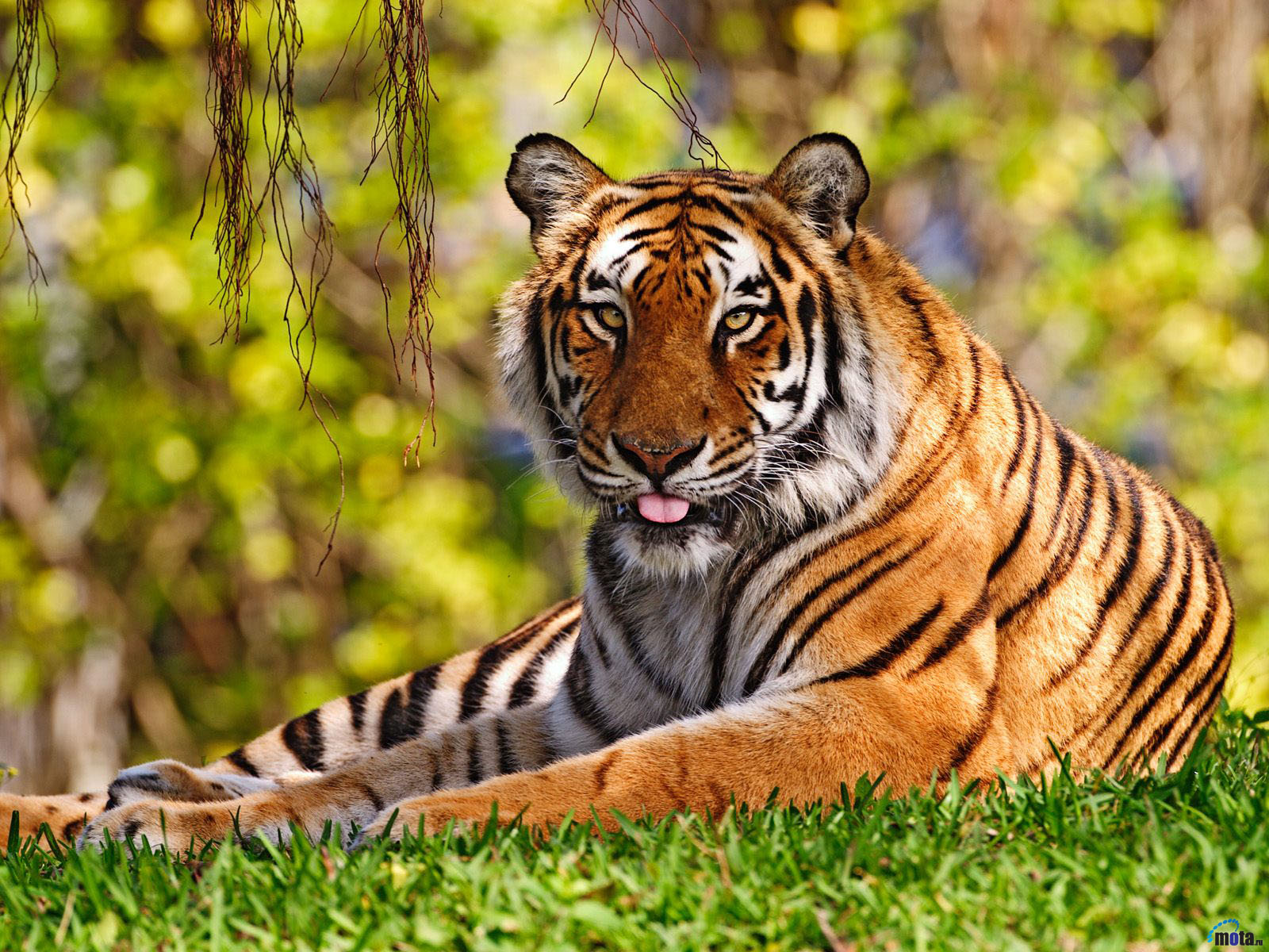 <p>Bengal Tiger</p>