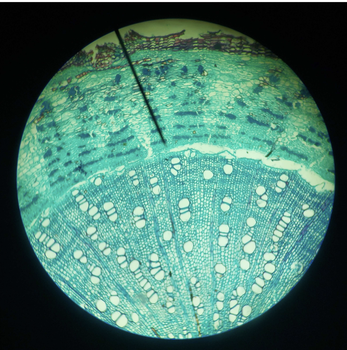 <p>Tissue</p>