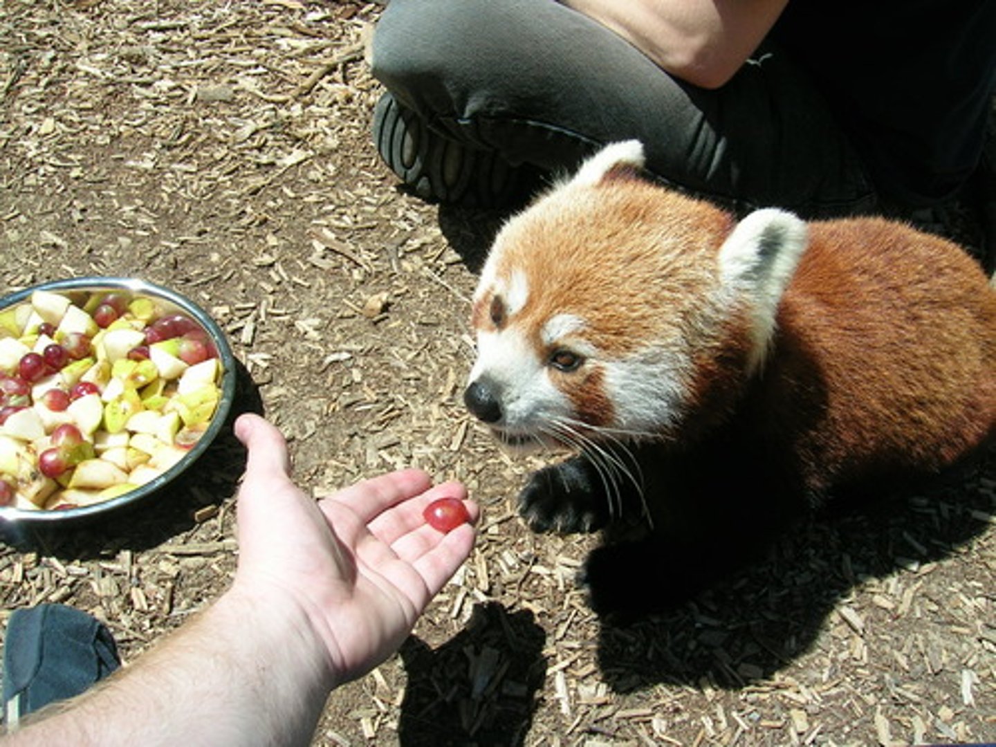 <p>to feed</p>
