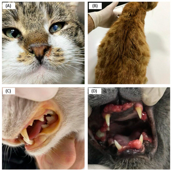 <p><strong>Disease:</strong> FeLV infection (immunosuppressive + oncogenic)</p><p><strong>Signs:</strong> Anaemia, lymphoma, immunodeficiency, poor coat, weight loss</p><p><strong>Transmission:</strong> Saliva, grooming, bites, vertical</p><p><strong>Diagnosis:</strong> ELISA (antigen), PCR, IFA</p><p><strong>Vaccine:</strong> <span data-name="check_mark_button" data-type="emoji">✅</span> Non-core (for outdoor/multi-cat cats)</p><p>Test & vaccinate; low UK prevalence but serious disease</p>