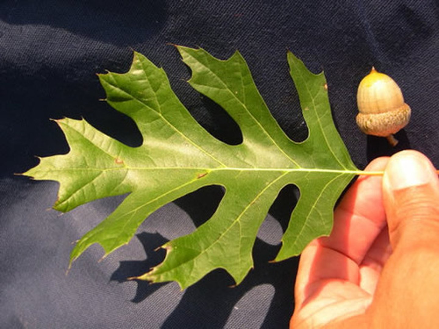 <p>U-shaped leaf sinuses.</p><p>Grayish brown bark with deep furrows.</p>