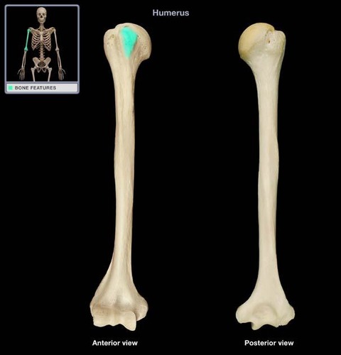 <p>humerus</p>