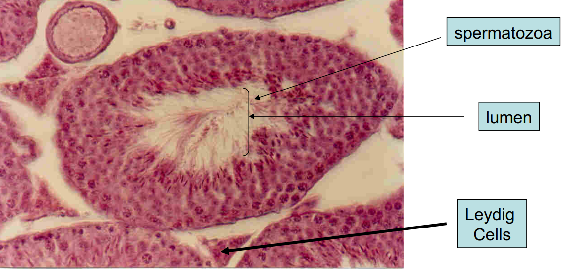 <p>testis</p>