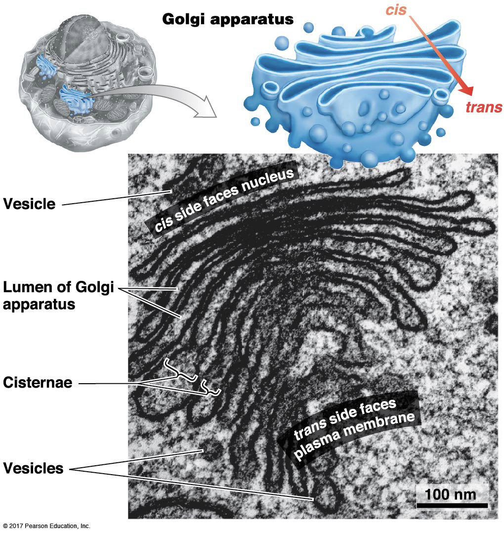 <p>What is the structure and function of the Golgi?</p><p></p>