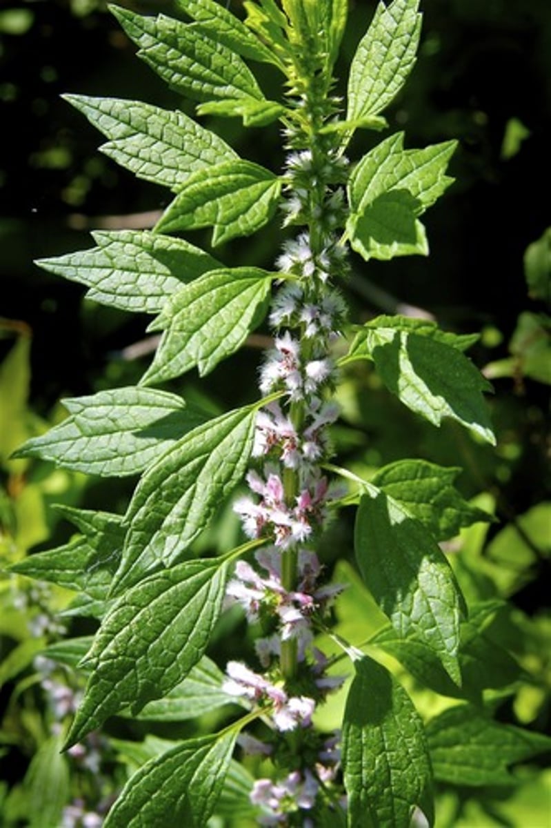 <p></p><p>Part Used: whole plant</p><p>Actions: Hypotensive, diuretic, antispasmodic, sedative; uterine tonic</p><p>Indications: nervous, irritible individuals; restless, nervous during menopause; Hyperthyroidism; palpitations (anxiety)</p><p>CI: Pregnancy</p><p>Irritable and anxious lion. Needs to rest her thyroid, BP, uterus, and mind</p>
