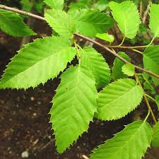 <p>What is the common name of musclewood</p>