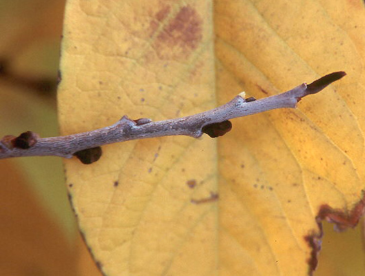 <p>long thin soft rusty red terminal bud, alternate, upright stem thin bark, large leaves</p>
