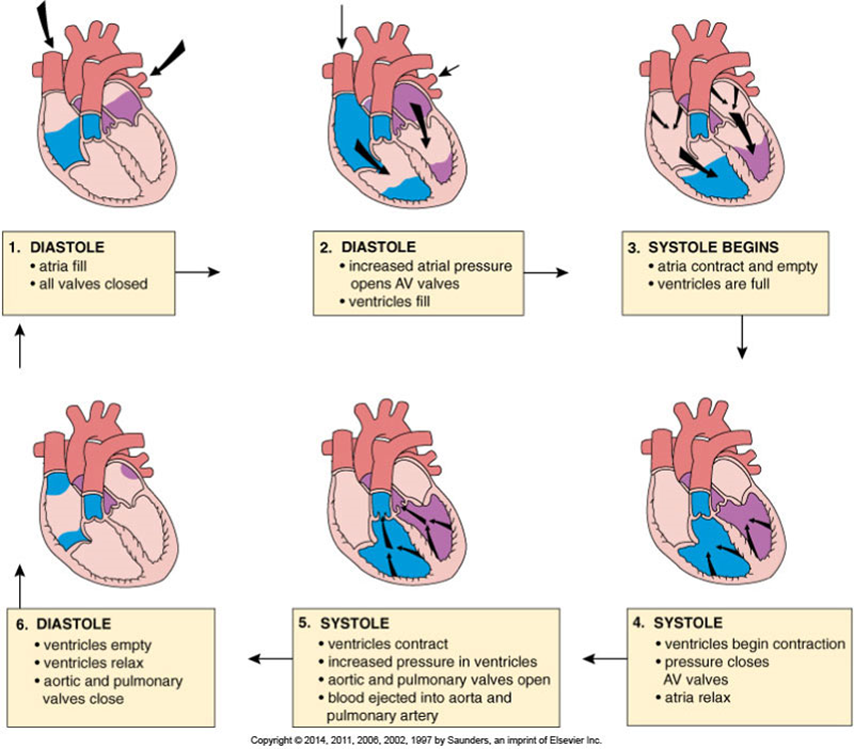 Chapter 12 Cardiovascular System Disorders Notes Knowt