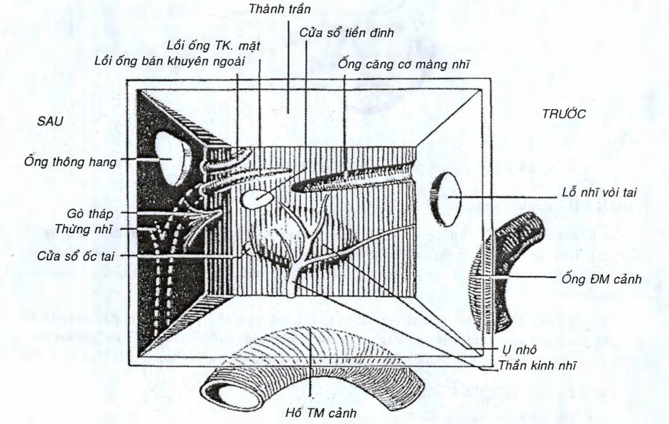 <p>Thành trước của hòm nhĩ có liên quan với:</p><p>A. TM cảnh trong</p><p>B. Ống TK mặt</p><p>C. Ống thông hang</p><p>D. A, B và C sai </p><p><span style="color: purple"><em>(438, GP1 - NQQ) </em></span></p>