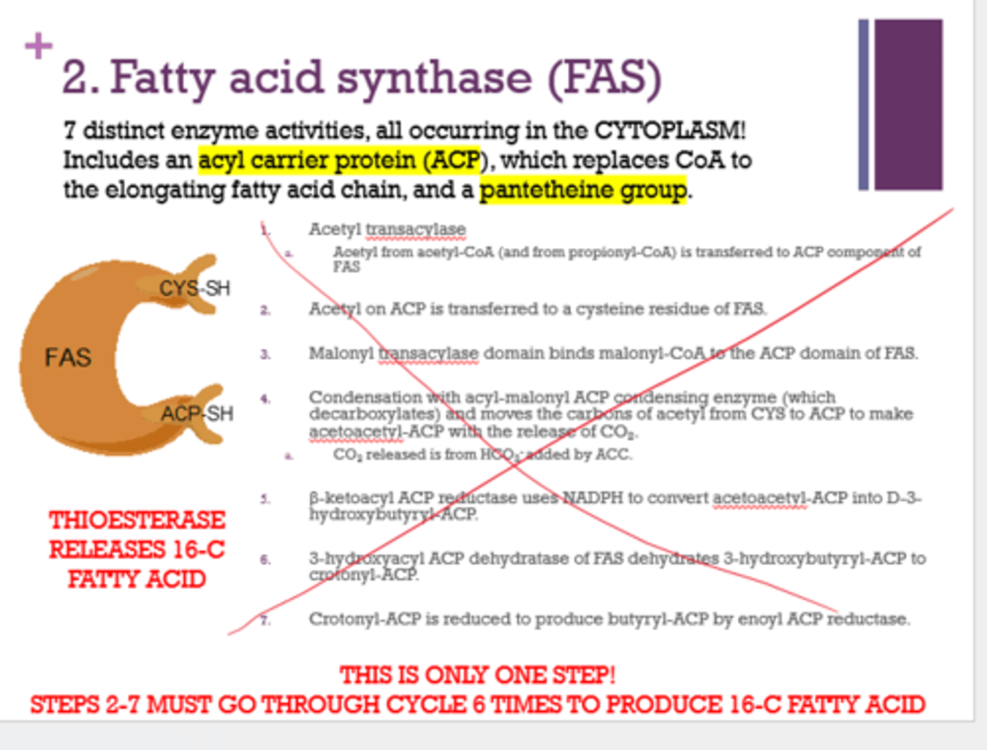 <p>16</p><p>Note: has to go through the cycle 6 times to achieve these 16 carbs</p>