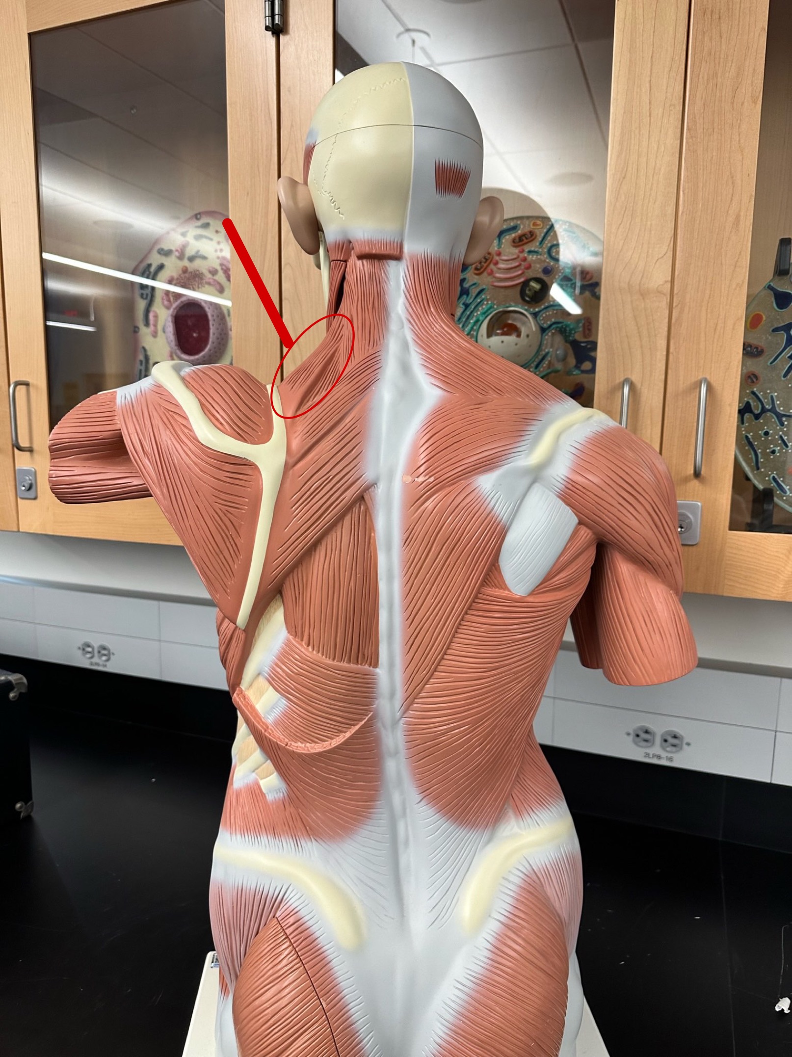<p>ID muscle</p>