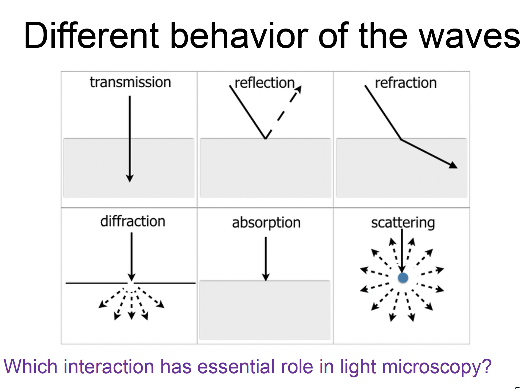 <ul><li><p>transmission</p></li><li><p>refraction (light bends when passing through materials of different RIs like from glass slide to air and then lens) </p></li><li><p>absorption (diff parts of the specimen absorb light differently → contrast) </p></li></ul><p></p>