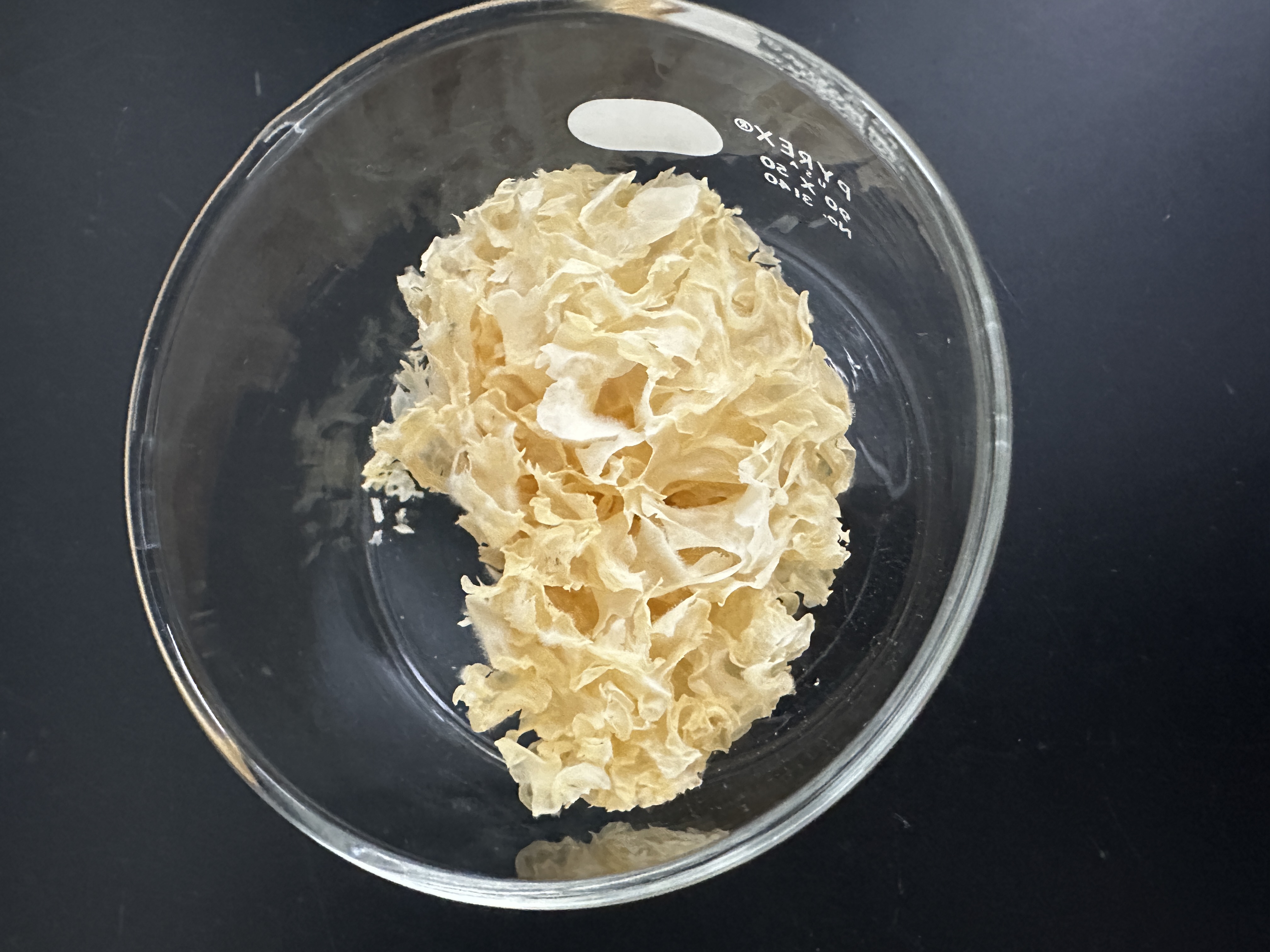 <p>Identify (Domain, Kingdom, Clade)</p>