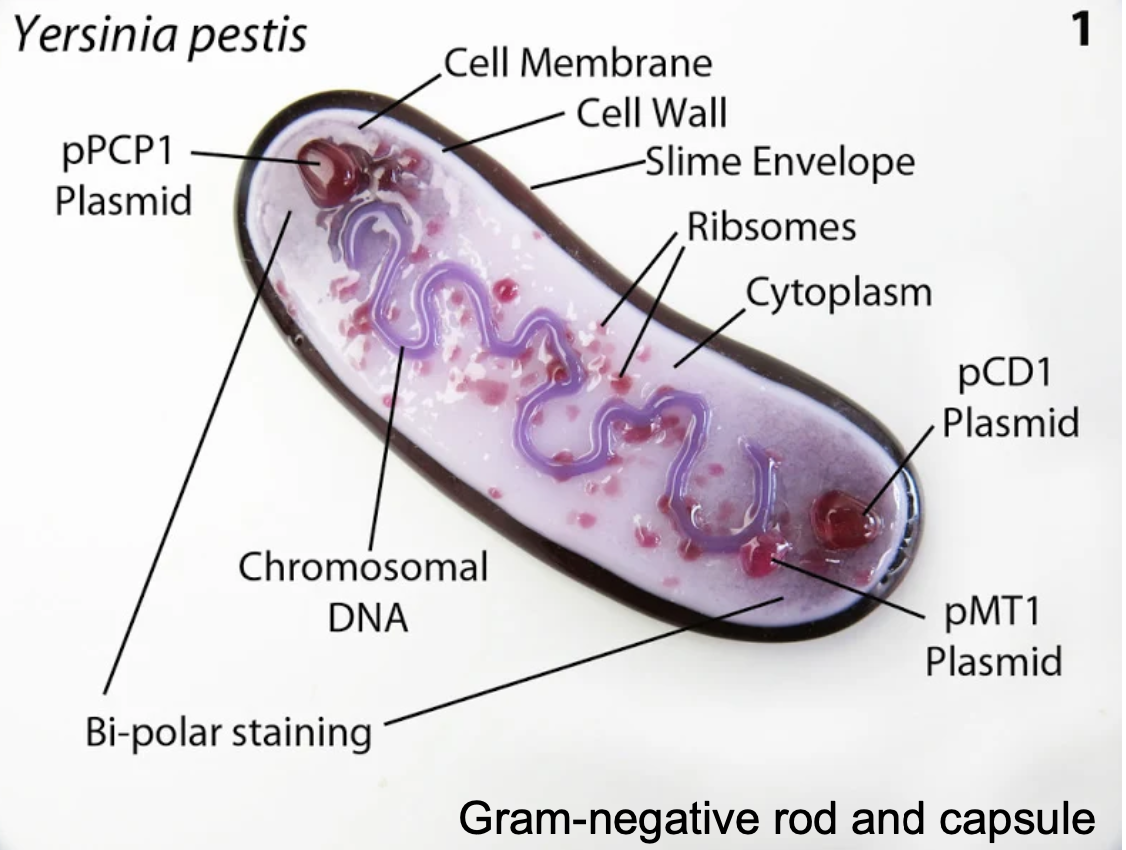 <p>negative</p>