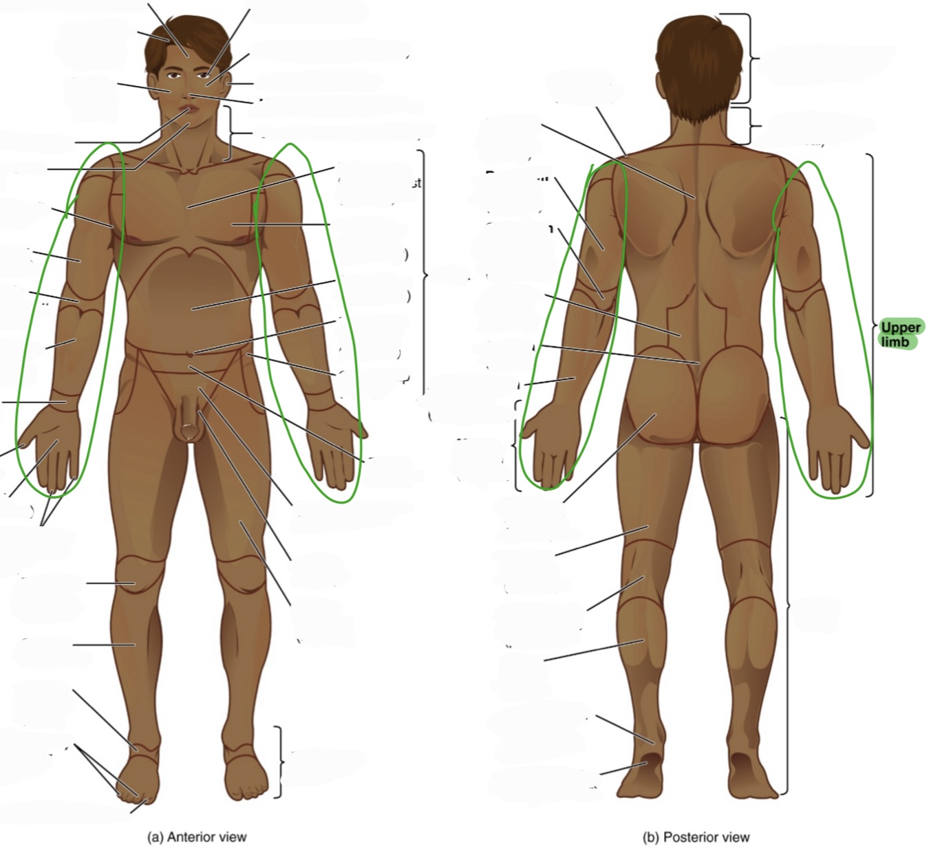 <p>acromial (shoulder) all the way down to the fingers (digits/phalanges)</p><p>includes (top to bottom:</p><ol><li><p>acromial - shoulder</p></li><li><p>brachium - upper arm (bicep area)</p></li><li><p>antecubitis - front of the elbow (where the elbow bends)</p></li><li><p>olecranon - back of the elbow (wenis)</p></li><li><p>antebrachium - forearm</p></li><li><p>carpus - wrist</p></li><li><p>manus - the hand (which includes the following parts)</p></li><li><p>palma - palm</p></li><li><p>fingers - digits/phalanges</p><ol><li><p>pollex - thumb</p></li></ol></li></ol><p></p>