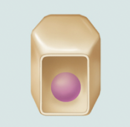<p>cuboidal</p>
