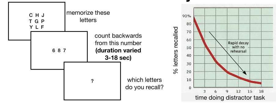 <p><strong>How the Task Works:</strong> </p><ul><li><p class="">Participants are shown a <strong>3-letter consonant trigram</strong> (e.g., "KLP").</p></li><li><p class="">Immediately after, they are asked to count <strong>backward by threes</strong> from a given number (e.g., 742) for a few seconds (to <strong>prevent rehearsal</strong>).</p></li><li><p class="">After a delay (3–18 seconds), they're asked to recall the trigram.</p></li></ul><p> </p><p> <strong>Key Findings:</strong> </p><ul><li><p class=""><strong>Recall drops sharply</strong> as the delay increases.</p><ul><li><p class="">At <strong>3 seconds</strong>: ~80% recall</p></li><li><p class="">At <strong>18 seconds</strong>: ~10% recall</p></li></ul></li><li><p class="">This shows that <strong>without rehearsal</strong>, information in STM <strong>fades quickly</strong>—typically within <strong>15–20 seconds</strong>.</p><p class=""></p></li></ul><p class=""><strong><em>shows that STM has a short duration—only a few seconds—unless we actively rehearse the information to keep it active or move it into long-term memory.</em></strong></p><p></p>