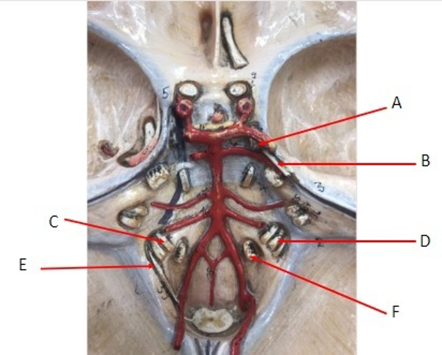 <p>Identify the Nerves</p>
