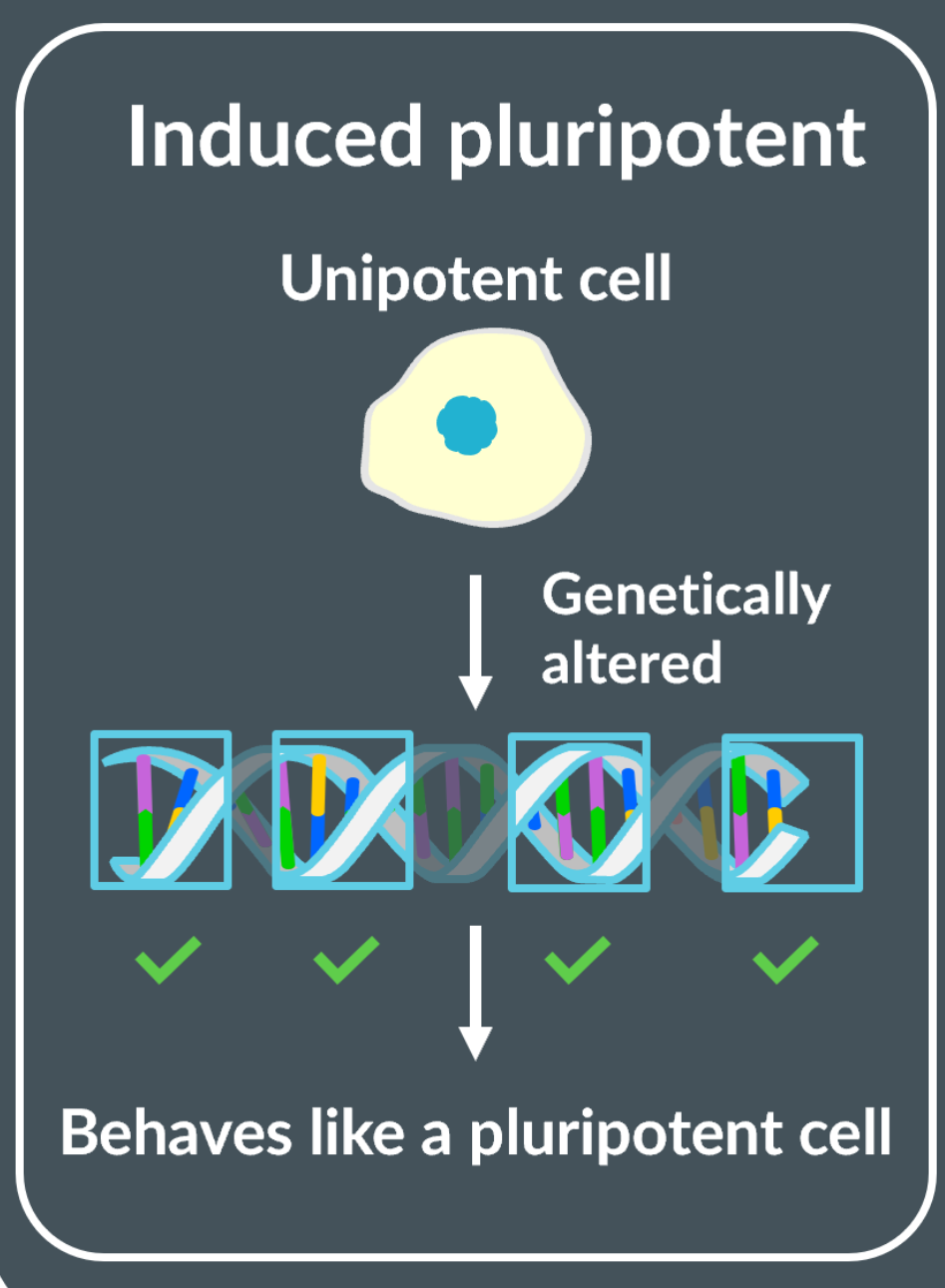 <p>Unipotent cells can be almost any cell in the body (as they can only differentiate into their own cell), are genetically altered to have many genes to be transcripted. Allowing the unipotent cell to acquire new characteristics involving inducing genes and transcriptional factors</p>