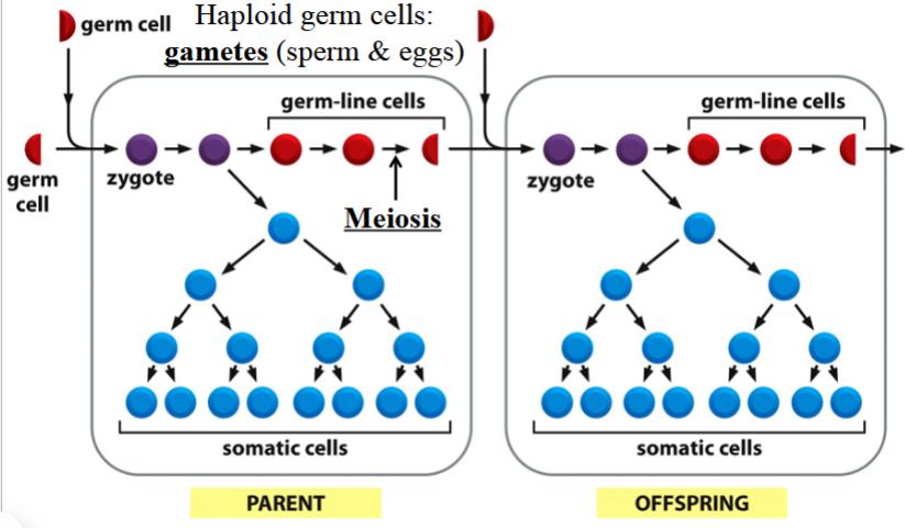 <p>the cell lineage in a multicellular organism that contributes to the formation of the next generation by producing gametes (sperm or eggs)</p><p>(germ and gametes start with g, children (the result of sperm and eggs) are germs)</p><p>cells in this lineage are haploid (gametes)</p><p>gets aside early during development</p><p>(depicted in red in the picture)</p>