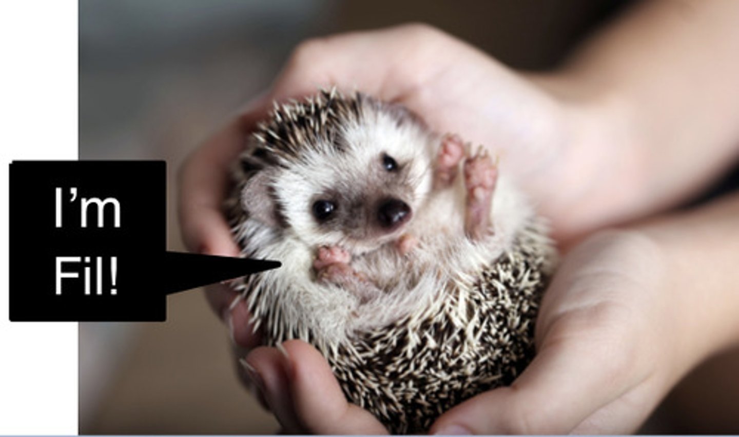 <p>filiform papillae (like the lil hedgehog!)</p>