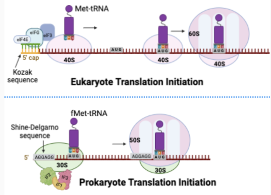 <ul><li><p><span>Prokaryotes = ribosomes recognize a sequence called the Shine-Dalgarno sequence, where they bind to initiate translation</span></p></li><li><p><span>Eukaryotes = ribosomal subunits&nbsp; recognize and bind to the 5’ cap</span></p></li><li><p><span>In eukaryotes there are many more protein factors involved (there are 3 Ifs in prokaryotes and at least 10 in eukaryotes)</span></p></li><li><p><span>In eukaryotes, the poly A tail likely increases rate of re-initiation</span></p></li></ul><p></p>