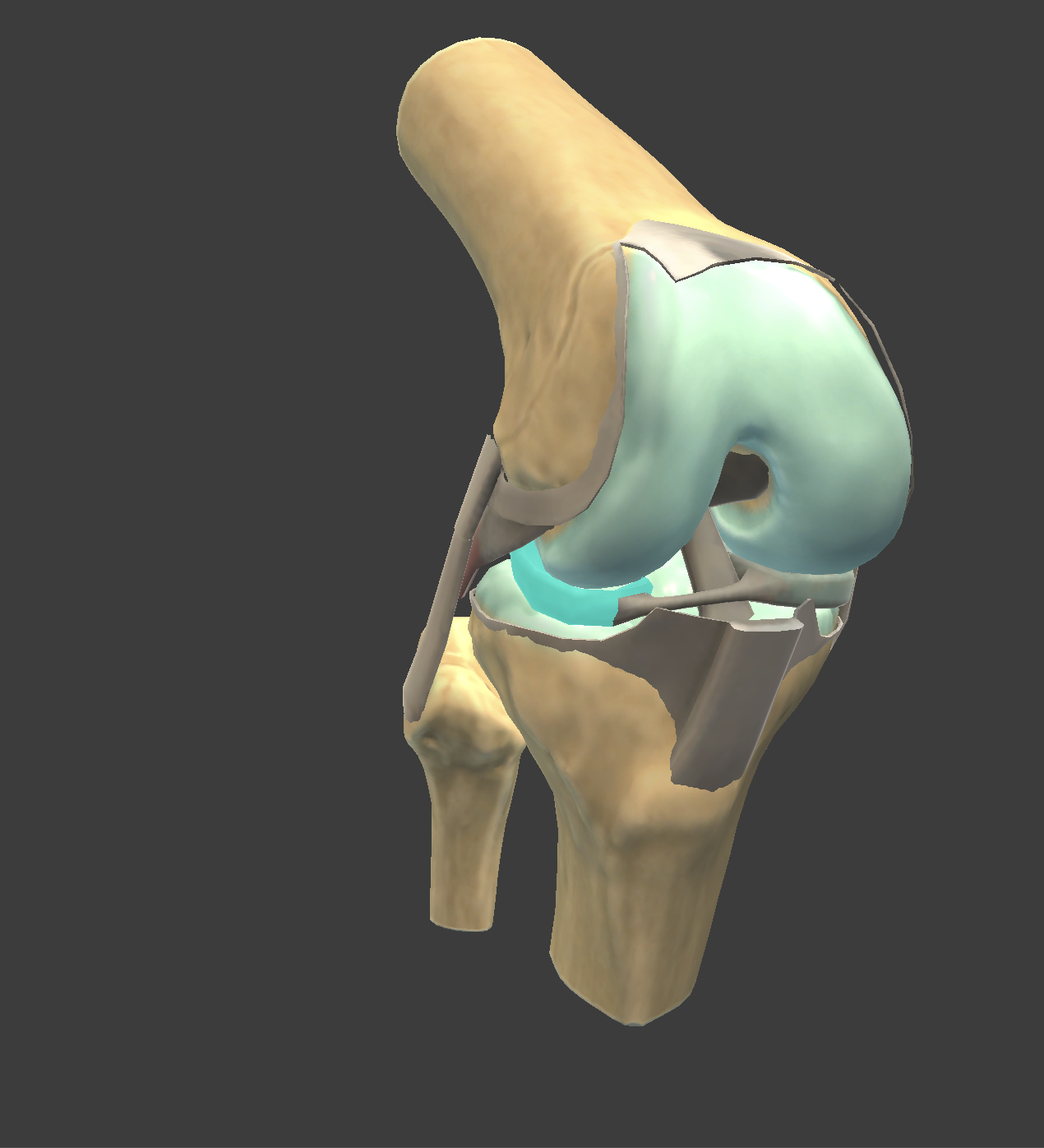 <p>A C-shaped cartilage in the knee that provides cushioning and stability between the femur and tibia on the outer side. (teal part on knee)</p>