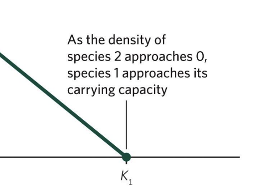 <p>Carrying capacity of Species 1 — the maximum number it can sustain alone.</p>