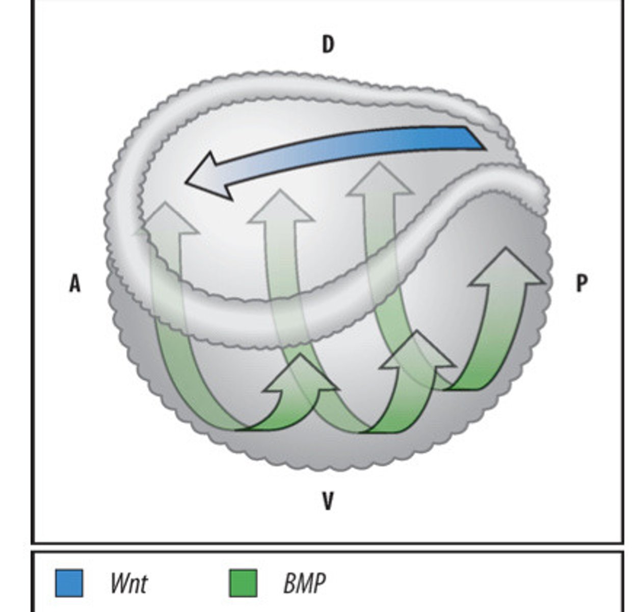 <p>Spemann-Mangold Organizer generates dorsal-ventral gradient of BMP signalling throughout the embryo - lowest in neural plate and dorsal axial mesoderm. Also generates anterior-posterior gradient of Wnt signalling in the neural plate - lowest in anterior neural plate.</p>