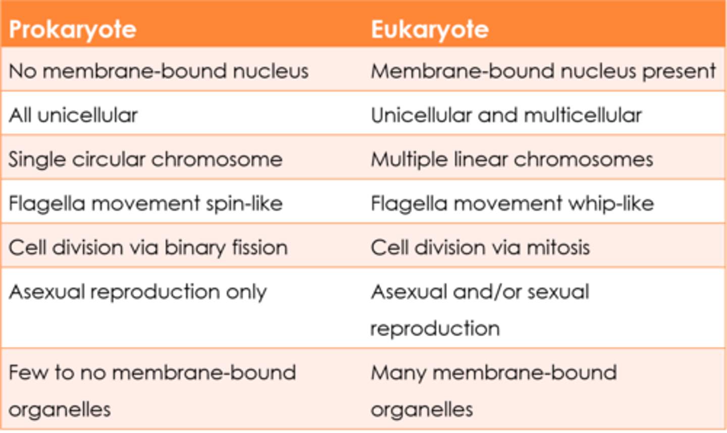 <p>Eukaryotic cells contain membrane bound organelles such as the nucleus, while a prokaryote does not</p>