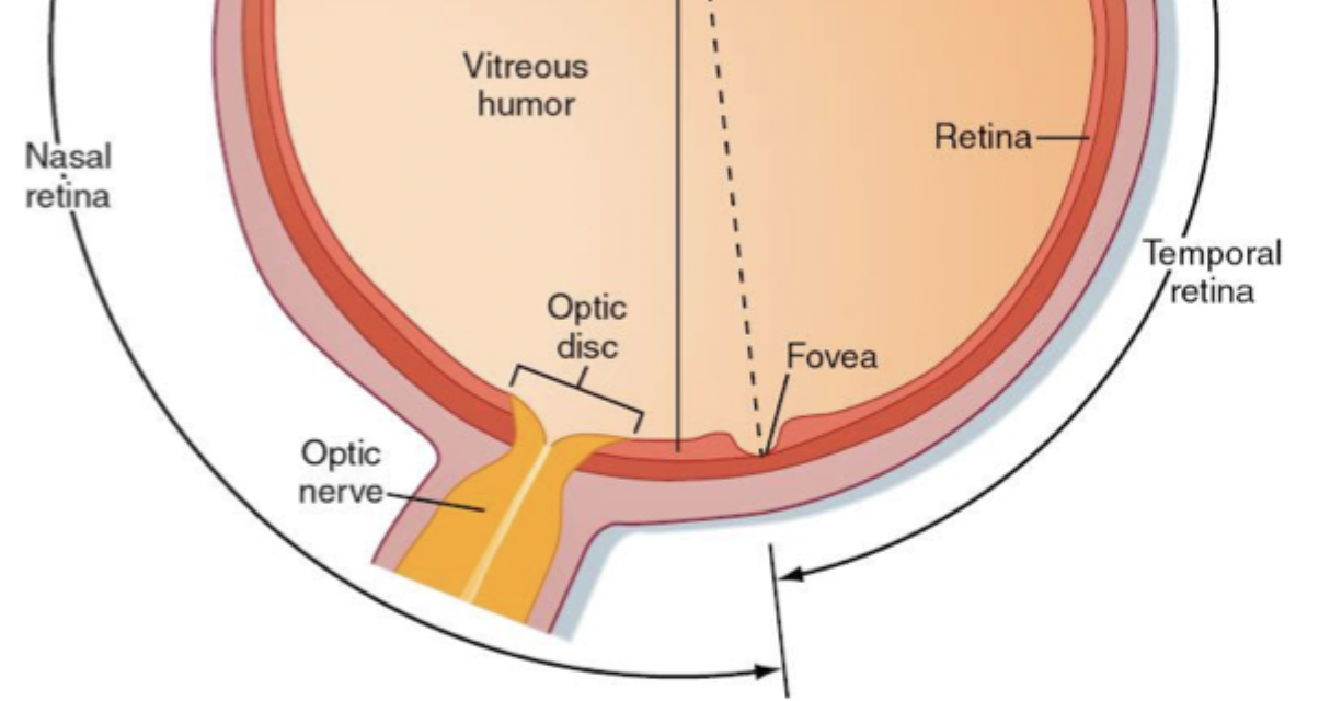 <p>Retina, optic disk, fovea </p>