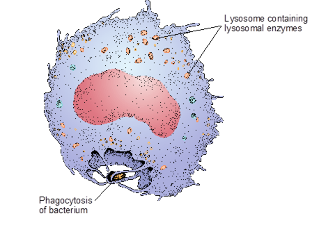 <ul><li><p>The engulfing and then digesting of solid waste and foreign material by the cell through the enzymatic breakdown of the material </p></li></ul><p></p>