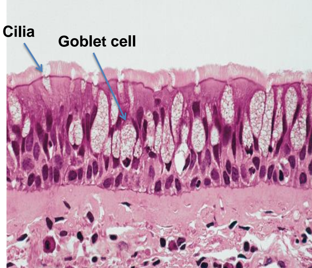 <p>what tissue is depicted in the image</p>