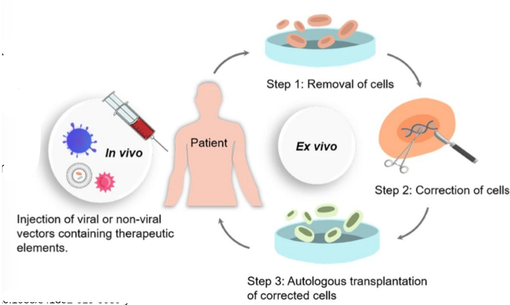 <ul><li><p><span>in vivo (inside the body): direct delivery into target organ (tissue easily accessible, cells hard to remove)</span></p></li><li><p><span>ex vivo (outside the body; cell therapy): removing cells from a patient, modifying them in a culture, reintroducing cells into the patient</span></p></li></ul><p></p>