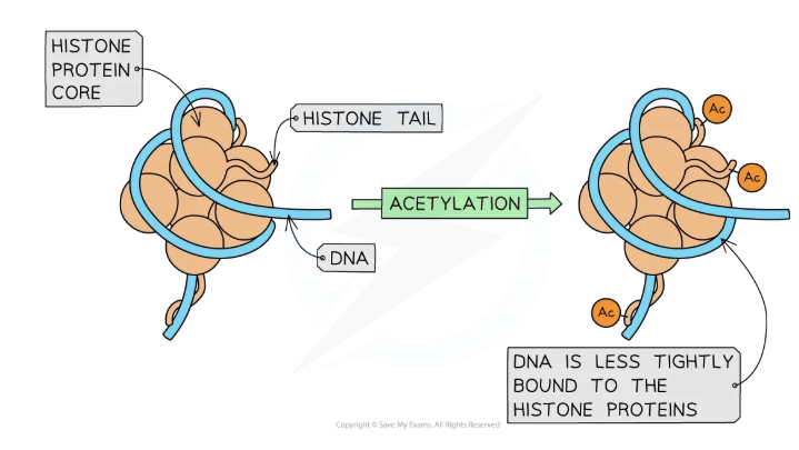 <p>what does removal of acetyl groups (deacetylation) cause?</p>