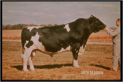 record setting dairy bull owned by Genex who had over 500,000 daughters