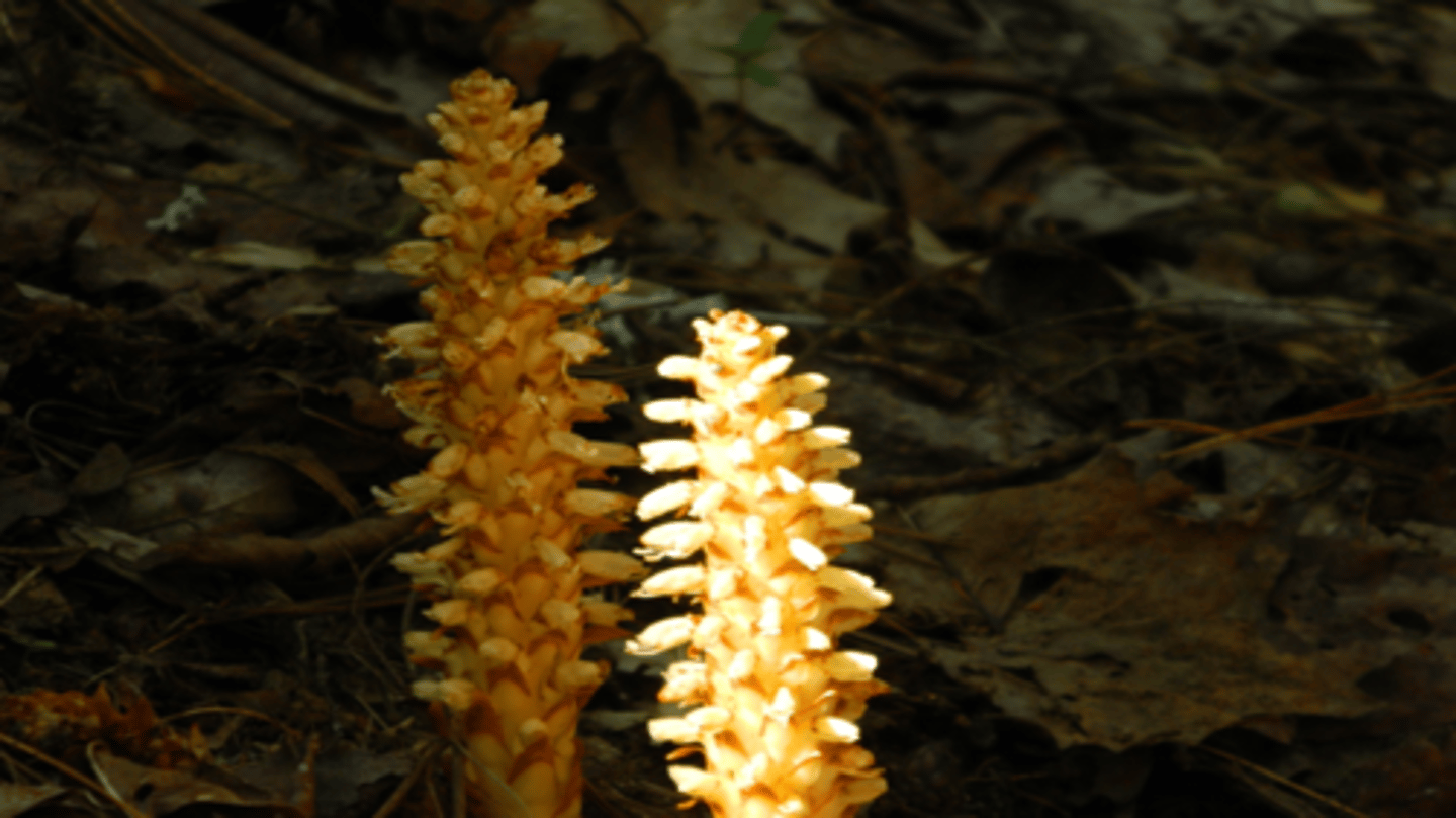 <p>nonphotosynthetic plants that function as heterotrophs</p><p>- lack chlorophyll and are nonphotosynthetic</p><p>----------------</p><p>FUNCTION:</p><p>- they use the host's phloem and xylem to supply carbon, water, nutrients</p><p>----------------</p><p>EXAMPLE:</p><p>- squawroot on the roots of oak</p>